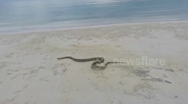 Python ventures onto deserted beach in Cambodia