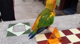Schoolboys teach their sweet-toothed pet parakeet how to exercise