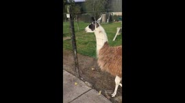 Llama getting a blow dry