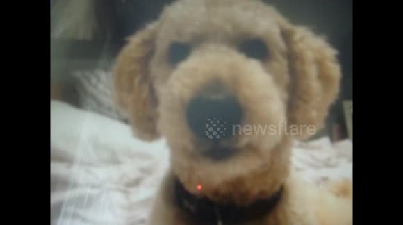 dog swears at the camera too much