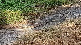 Male rat snakes seen fighting over female