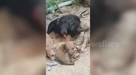 Hen looks after seven orphaned puppies in Thailand