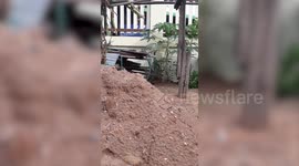 Two rat snakes fight over mating rights in woman's back garden