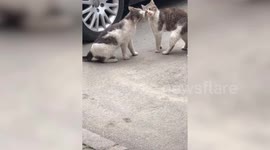Two cats argue in the street like husband and wife