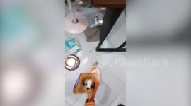 Puppy gets head stuck in takeaway box