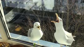 Seagulls dinosaur roots (howl)