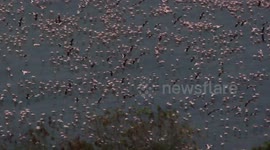 Thousands more flamingos gather on lake in Mumbai where coronavirus has lead to clean air and water