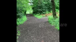 Tottenham Hotspur's Toby Alderweireld Spotted Going For A Jog During COVID-19 Lockdown In Local Park