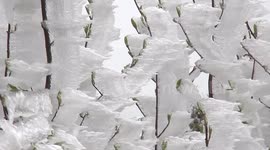 Ice formations adorn trees after cold wave hits Chinese city
