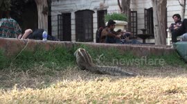 Diminutive gardener - a cute five-striped palm squirrel Funambulus pennantii trims the grass edges in the Garden of Dreams, Kathmandu, Nepal. But what if it were a rat?