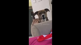 'Doggy meltdown' Quarantined dog in California throws a tantrum over neighbor dog