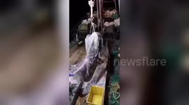 Fishermen in China catch huge three-metre-long ocean sunfish before releasing it