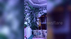 Chinese man returns home after seven months to find walls covered by devil's ivy