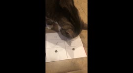 Woman goes head to head with her cat in game of Tic-Tac-Toe