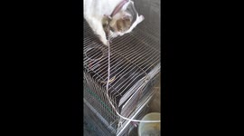 My cats ichigo and rukia almost had a fight part 4