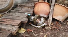 Gruesome moment python swallows pet chicken at Thai woman's back garden