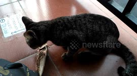 Finally My Cat Eat Fish