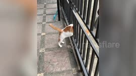 Chubby cat gets stuck trying to jump through gate