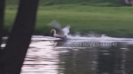 Intense showdown sees swan and duck go head-to-head on river in Sarajevo
