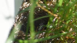 Watch as adorable and very hungry chicks are fed by their mother