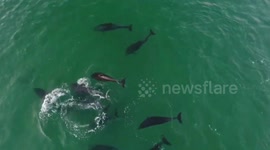 Pod of around 60 dolphins spotted swimming around an Irish bay