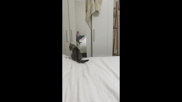 Isolation fun with a cheeky kitten.