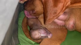 Birth and first breath of a vizsla puppy.
