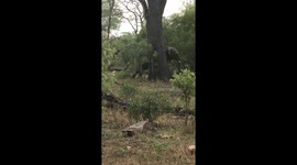 Scratch me tree :) Elephant scratching his back :)))))