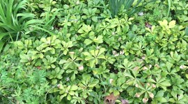 CovidTime fun with Sour Patch Kids