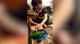 Parrot plays dead for 'doctors and nurses' game with girl in Taiwan