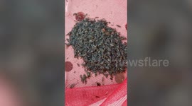 Fisherman catches hundreds of mystery bugs from pond in Thailand