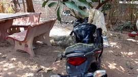 Snake uses motorcycle seat as ladder to climb tree in Cambodia