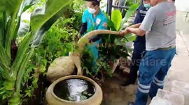 Huge monitor lizard caught after breaking into deserted hotel in Thailand