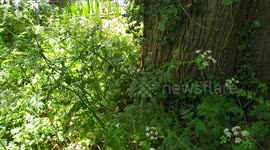 Big Three in the Park