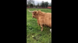 Blow Dry for Susie the Scottish Highland