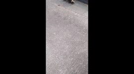 Cute cats reacting to my arrival