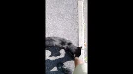 Cute cat won't let me go