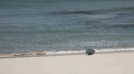 Bondi Beach empty on sunny weekend - COVID19