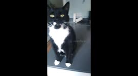 Super cute cat trying to get my attention