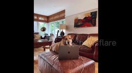 Funny photo of cute dog leaning over laptop looking like she is working from home amid Covid-19