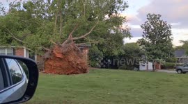 Trees through house after tornado