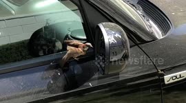 Bird in love (or hate?) with his reflection in my car mirror