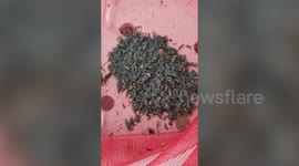 Fisherman catches hundreds of mystery bugs from pond in Thailand