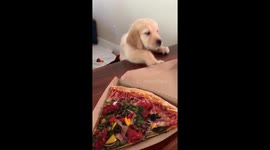Gimmie that pizza