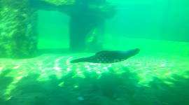 Seals earn their living at Prague Zoo