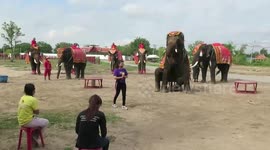 Thai elephant camp now livestreams its animal shows after coronavirus forced closure