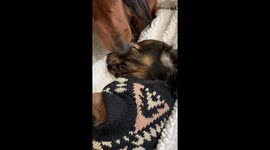 dachshund dog licking his puppy son