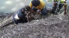 Stray dog rescued after spending three days with its head stuck in plastic bottle in Thailand