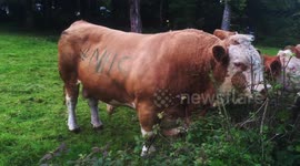 #NHS on a Bull in Cornwall