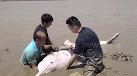 Stranded white dolphin rescued from shallow waters in China
